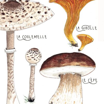 affiche, print, mushrooms, fungies, champignons, botanique, tirage, décoration, décoration mural