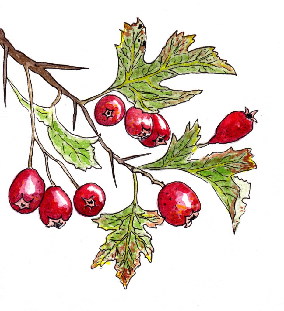 Illustration aubépine cenelles Alice Fauconnier plantes sauvages comestibles automne Little Wild Leaves